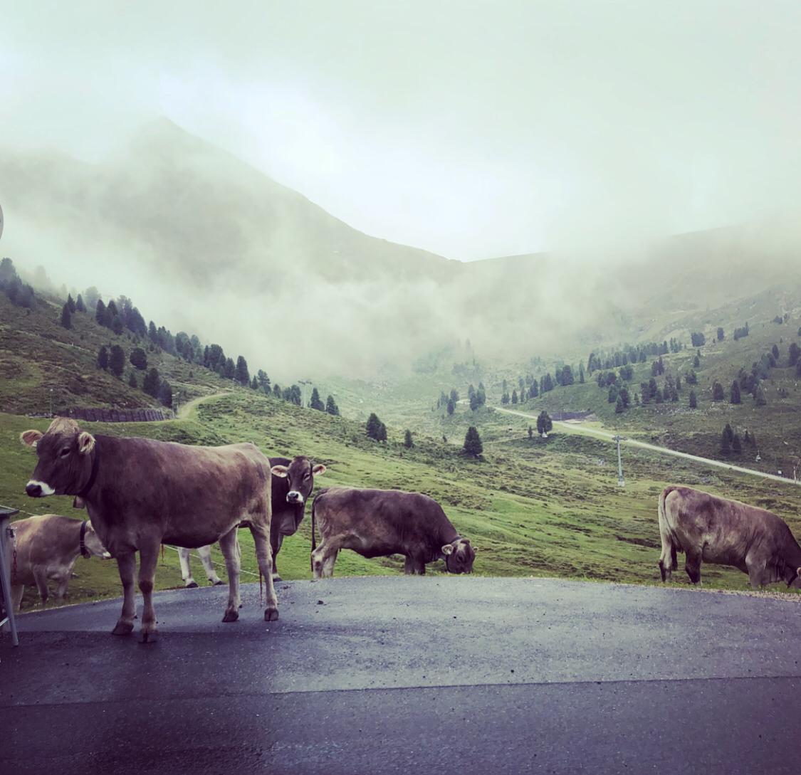 Kuhmilch? not your mum – not your milk! Dürfen Vegetarier Milch trinken? Kuhmilch? not your mum – not your milk! Dürfen Vegetarier Milch trinken?